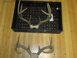 lot 869 image: 2-sets of decorative mounted antler...