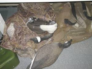 lot 903 image: Gaggle of Geese & Duck decoys in netted ba...