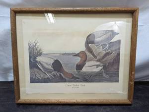 Framed Nyroca Valisineria Canvas Backed Duck Print