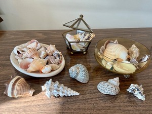 lot 81 image: Collectible Home DeCor Covered Glass Brass Trinket SeaShells