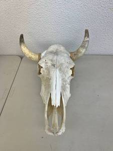 Skull with Horns