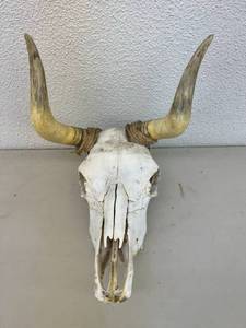 Skull with Horns