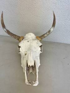 Skull with Horns
