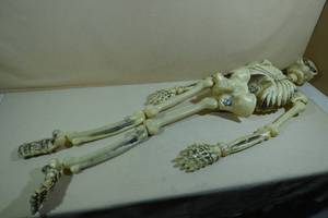 lot 240 image: Skeleton Halloween Decoration - 54 Tall