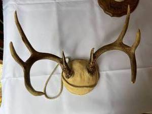 lot 201 image: Antler Mounts and Sheds