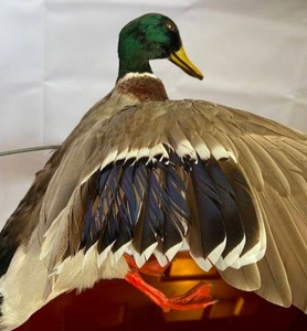 lot 251 image: Mallard Mount on Driftwood