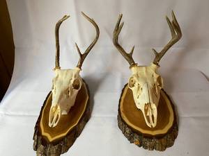 lot 263 image: Two Deer Skull  Antler Mounts