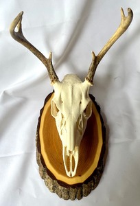 lot 179 image: Two Deer Skull Mounts