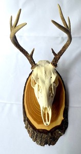 lot 307 image: Two Deer Skull Mounts