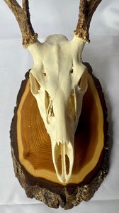 lot 326 image: Deer Skull Mount