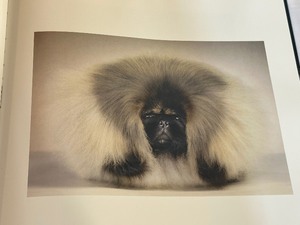 lot 351 image: Book DOGS by Tim Flach