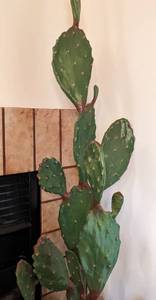 lot 117 image: Potted Faux Cactus Plants