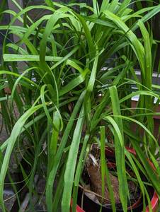 lot 265 image: Potted Palm Plant