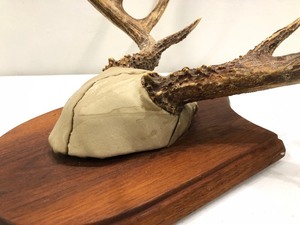 lot 148 image: Vintage Whitetail Buck Antler Mount