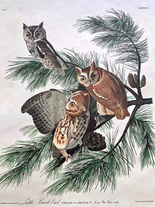 lot 314 image: Old Antique Audobon Engraving - Screech Owls