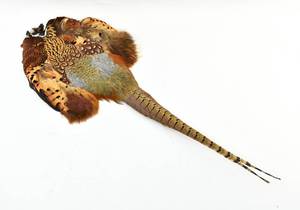 lot 12 image: Pheasant Pelt