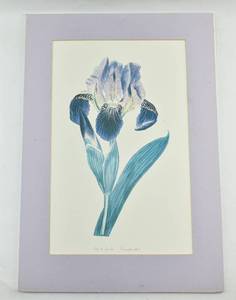lot 331 image: Iris x Lurida Edwards 1803 Print