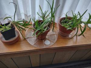 lot 45 image: Aloe Vera Plants