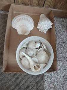 lot 99 image: Shells