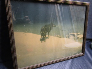 Lone Wolf Print