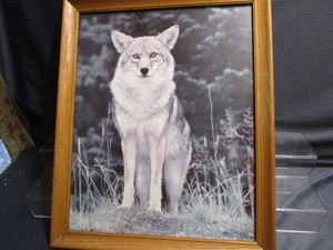 Wolf Photo