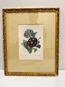 lot 32 image: Framed Print of Flowers, Redoute Auricula 1833