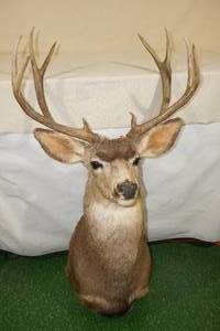 lot 60 image: Minnesota 10 Point White Tail Deer Shoulder Mount