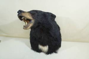 lot 61 image: Black Bear Head Mount