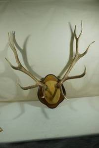 lot 62 image: Elk Antlers Mount