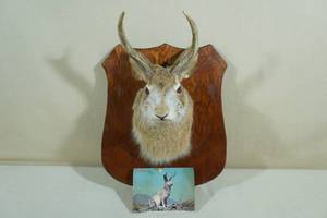 lot 65 image: 4-Point Jackalope Mount