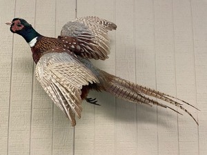 lot 63 image: Full Body Pheasant Mount