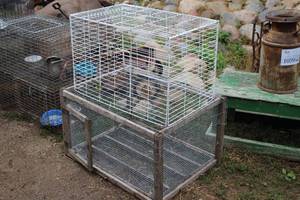 lot 1060 image: Lot of (2) Metal Animal Cages