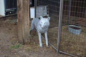 lot 1093 image: Wolf (Standing) theme Aluminum Yard Statue