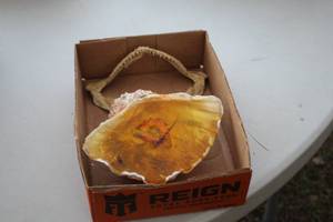 lot 1961 image: Lot of (2) Home Dcor - Fish Jaw, Large Shell