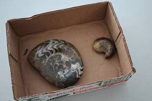 lot 1963 image: Lot of (2) Ammonites