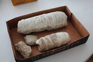 lot 1964 image: Lot of (4) Fossils