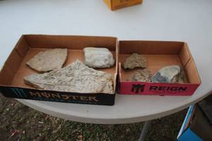 lot 1965 image: Lot of (6) Fossils