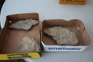 lot 1968 image: Lot of (3) Fossils