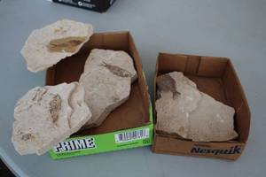 lot 1970 image: Lot of (4) Fish Fossils
