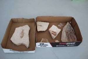 lot 1971 image: Lot of (7) Fish Fossils