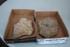 lot 1972 image: Lot of (2) Fossils
