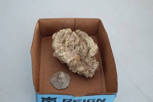 lot 1973 image: Lot of (2) Fossils