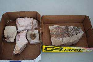 lot 1975 image: (3) Fossils and (2) Fish Fossils