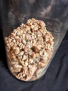 lot 138 image: Jar of Sea Shells