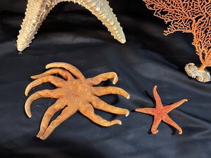 lot 287 image: 3 Starfish & 1 Large Piece of Coral