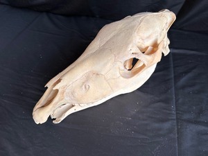 lot 201 image: Horse Skull