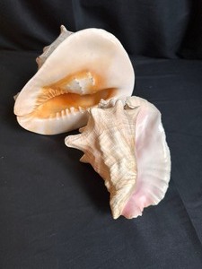lot 47 image: Set of Two Conch Shells