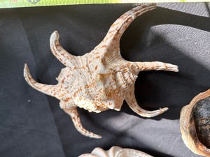 lot 48 image: Set of Three Unique Shells - Chiagra Spider Conch Shell, Half Clam Shell, and Another Shell