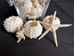 lot 49 image: Collection of Shells
