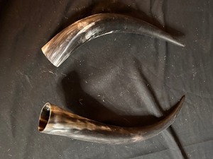 lot 76 image: Polished Cow Horns